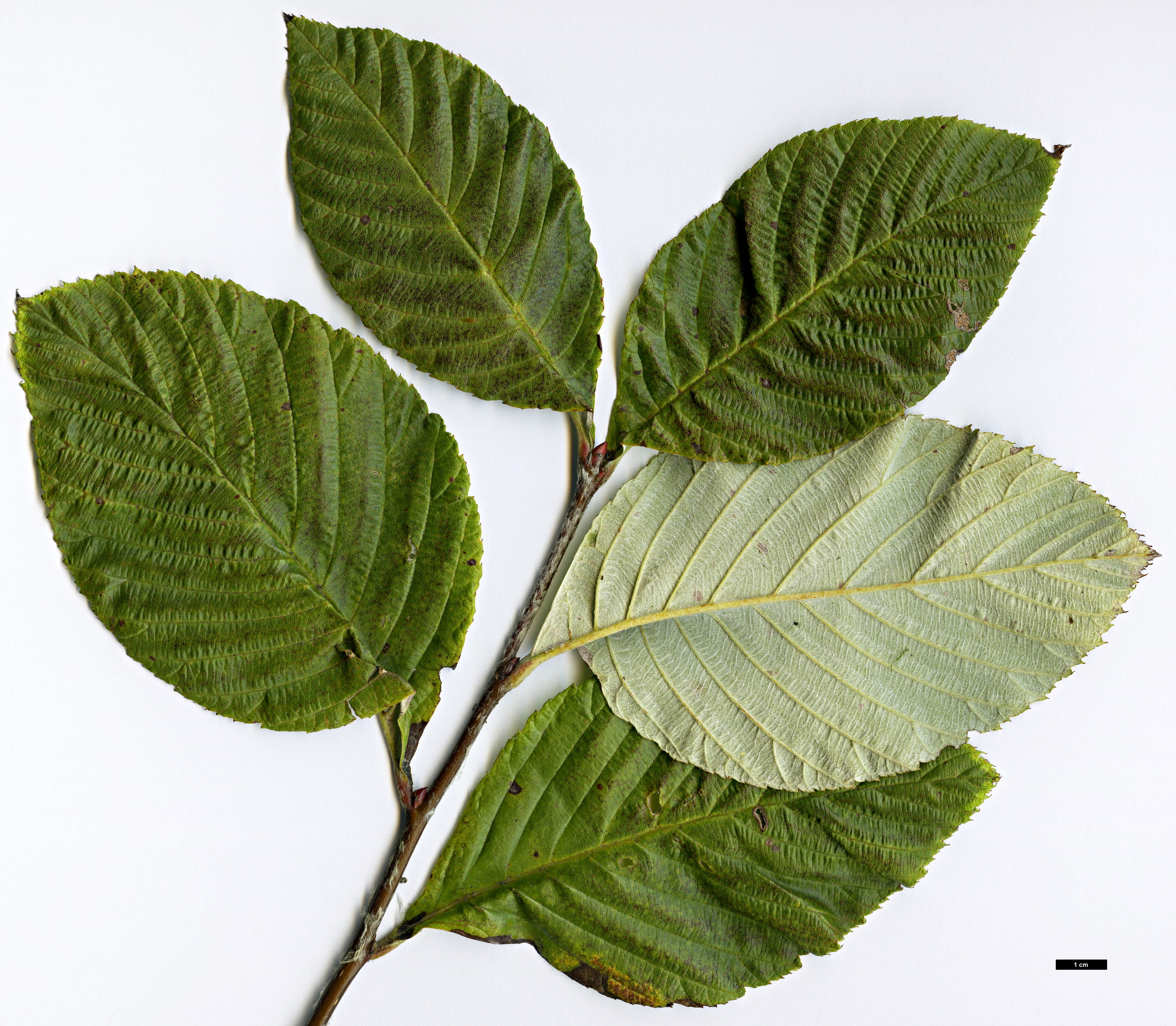 High resolution image: Family: Rosaceae - Genus: Sorbus - Taxon: wardii